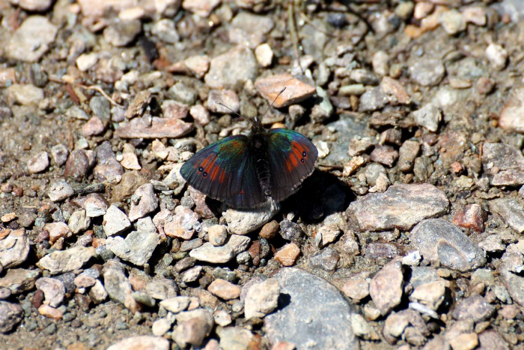 Erebia cassioides o forse nivalis?